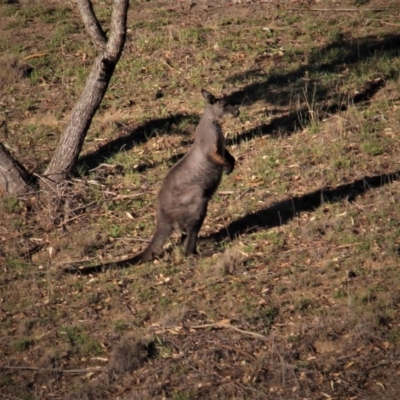 Osphranter robustus robustus (Eastern Wallaroo) at Paddys River, ACT - 12 Feb 2019 by davobj