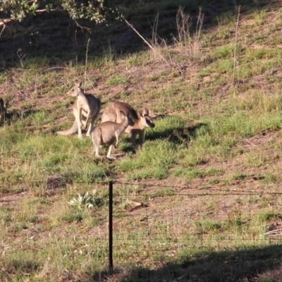 Macropus giganteus (Eastern Grey Kangaroo) at Paddys River, ACT - 13 Feb 2019 by davobj