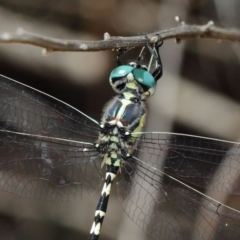 Parasynthemis regina (Royal Tigertail) at Acton, ACT - 10 Feb 2019 by TimL