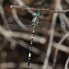 Parasynthemis regina at Acton, ACT - 10 Feb 2019 01:00 PM