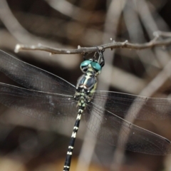 Parasynthemis regina at Acton, ACT - 10 Feb 2019