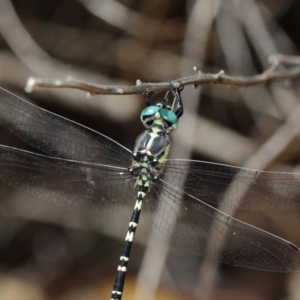 Parasynthemis regina at Acton, ACT - 10 Feb 2019 01:00 PM