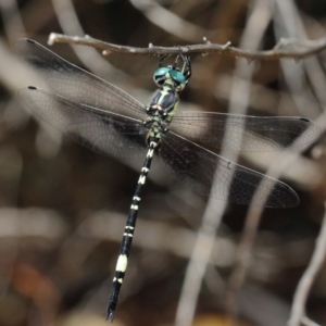 Parasynthemis regina at Acton, ACT - 10 Feb 2019 01:00 PM