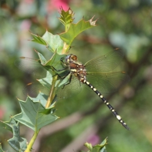 Synthemis eustalacta at Hackett, ACT - 10 Feb 2019