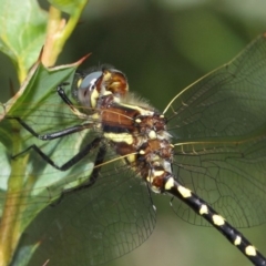 Synthemis eustalacta at Hackett, ACT - 10 Feb 2019