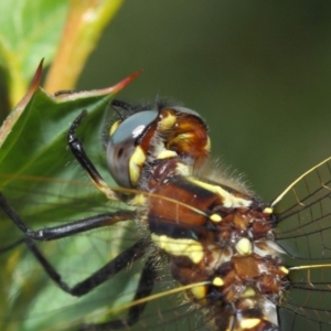 Synthemis eustalacta at Hackett, ACT - 10 Feb 2019 01:06 PM