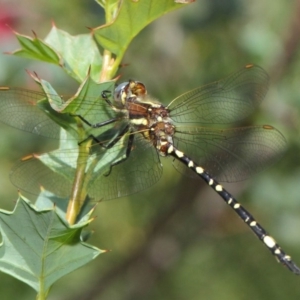 Synthemis eustalacta at Hackett, ACT - 10 Feb 2019 01:06 PM