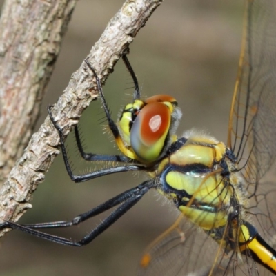 Hemicordulia tau (Tau Emerald) at Hackett, ACT - 10 Feb 2019 by TimL