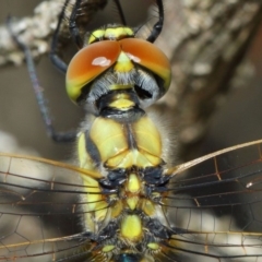 Hemicordulia tau at Hackett, ACT - 10 Feb 2019 01:18 PM