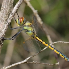 Hemicordulia tau at Hackett, ACT - 10 Feb 2019