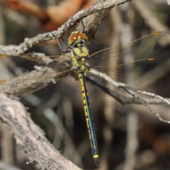 Hemicordulia tau at Hackett, ACT - 10 Feb 2019