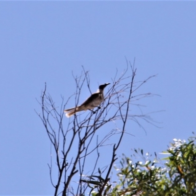 Philemon corniculatus (Noisy Friarbird) at Paddys River, ACT - 13 Feb 2019 by davobj