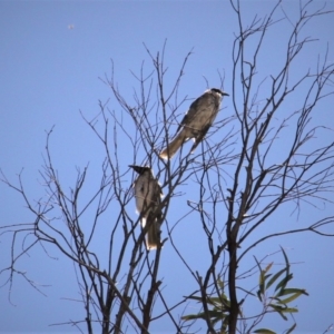 Philemon corniculatus at Paddys River, ACT - 13 Feb 2019 11:34 AM