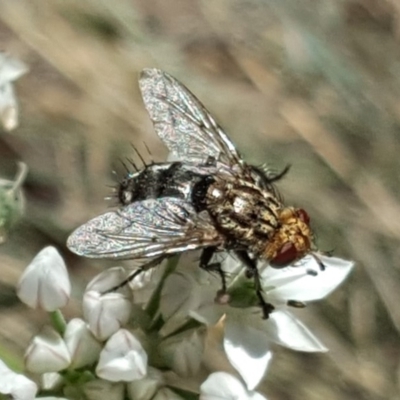 Tachinidae (family) (Unidentified Bristle fly) at Isaacs, ACT - 13 Feb 2019 by Mike