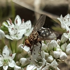 Tachinidae (family) at Isaacs, ACT - 13 Feb 2019 11:30 AM