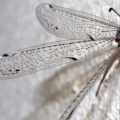 Bandidus canifrons (An Antlion Lacewing) at Ainslie, ACT - 12 Feb 2019 by jbromilow50