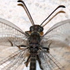 Bandidus canifrons at Ainslie, ACT - 12 Feb 2019 09:54 PM