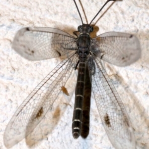 Bandidus canifrons at Ainslie, ACT - 12 Feb 2019 09:54 PM