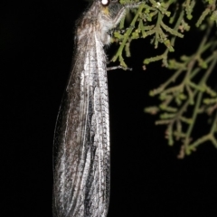 Heoclisis fundata at Ainslie, ACT - 11 Feb 2019