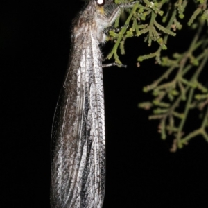 Heoclisis fundata at Ainslie, ACT - 11 Feb 2019