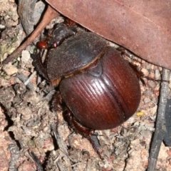 Elephastomus sp. (genus) (Unidentified Elephastomus scarab) at Mount Ainslie - 11 Feb 2019 by jb2602