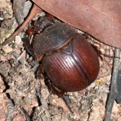 Elephastomus sp. (genus) (Unidentified Elephastomus scarab) at Mount Ainslie - 11 Feb 2019 by jbromilow50