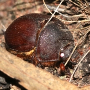 Elephastomus sp. (genus) at Majura, ACT - 11 Feb 2019 10:37 PM