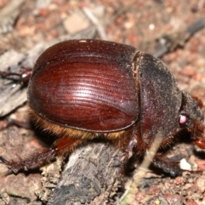 Elephastomus sp. (genus) at Majura, ACT - 11 Feb 2019 10:37 PM