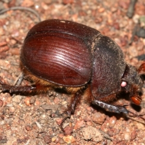 Elephastomus sp. (genus) at Majura, ACT - 11 Feb 2019 10:37 PM