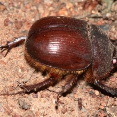 Elephastomus sp. (genus) at Majura, ACT - 11 Feb 2019 10:37 PM