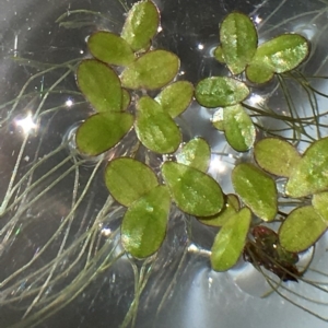 Landoltia punctata at suppressed - 13 Feb 2019