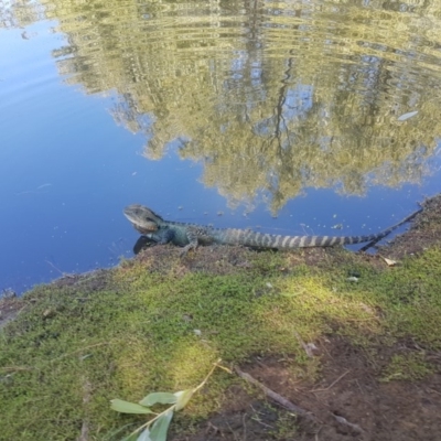 Intellagama lesueurii howittii (Gippsland Water Dragon) at Sullivans Creek, Acton - 13 Feb 2019 by jamie.barney