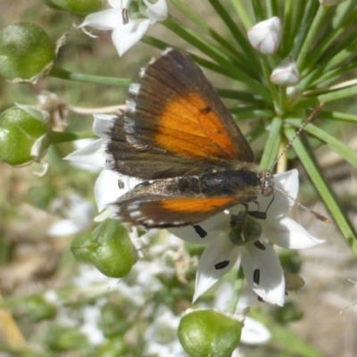 Lucia limbaria (Chequered Copper) at Isaacs, ACT - 13 Feb 2019 by Mike