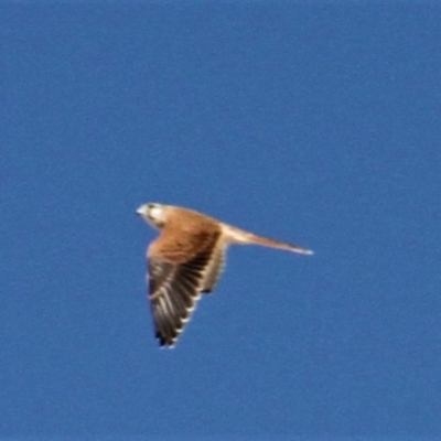 Falco cenchroides (Nankeen Kestrel) at Paddys River, ACT - 15 Feb 2019 by davobj