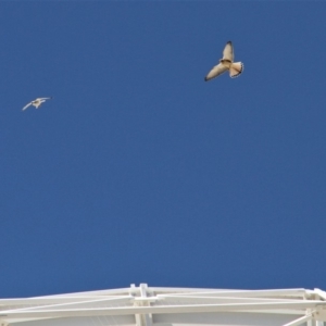 Falco cenchroides at Paddys River, ACT - 15 Feb 2019