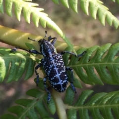 Chrysolopus spectabilis (Botany Bay Weevil) at Mirador, NSW - 13 Feb 2019 by hynesker1234