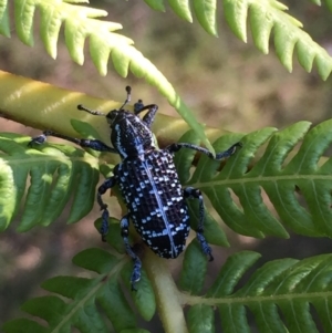 Chrysolopus spectabilis at Mirador, NSW - 13 Feb 2019