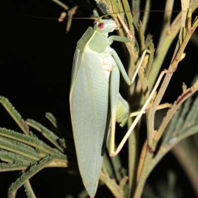 Caedicia simplex (Common Garden Katydid) at Mount Ainslie - 11 Feb 2019 by jb2602