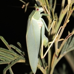 Caedicia simplex (Common Garden Katydid) at Majura, ACT - 11 Feb 2019 by jbromilow50