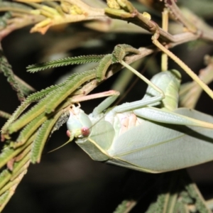 Caedicia simplex at Majura, ACT - 11 Feb 2019 10:14 PM