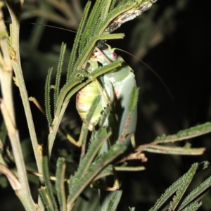 Caedicia simplex at Majura, ACT - 11 Feb 2019 10:14 PM