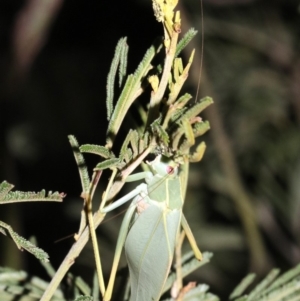 Caedicia simplex at Majura, ACT - 11 Feb 2019 10:14 PM