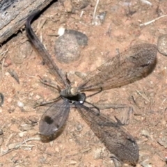 Glenoleon meteoricus (Patch-wing Glenoleon) at Mount Ainslie - 11 Feb 2019 by jb2602