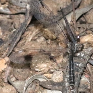 Glenoleon meteoricus at Ainslie, ACT - 11 Feb 2019 09:14 PM