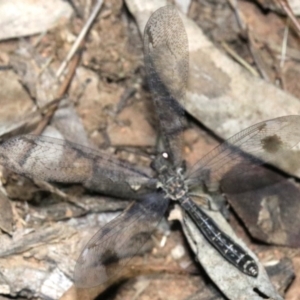 Glenoleon meteoricus at Ainslie, ACT - 11 Feb 2019 09:14 PM