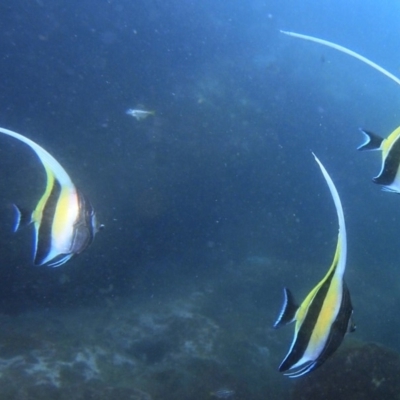 Zanclus cornutus (Moorish Idol) at Merimbula, NSW - 12 Feb 2019 by rickcarey
