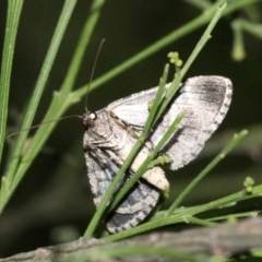 Lipogya exprimataria (Jagged Bark Moth) at Mount Ainslie - 11 Feb 2019 by jb2602