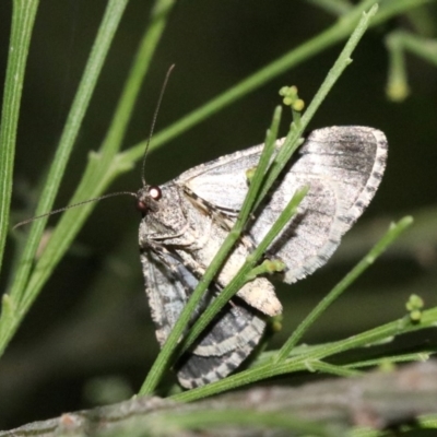 Lipogya exprimataria (Jagged Bark Moth) at Mount Ainslie - 11 Feb 2019 by jb2602