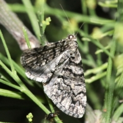 Lipogya exprimataria at Ainslie, ACT - 11 Feb 2019