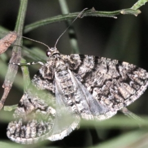 Lipogya exprimataria at Ainslie, ACT - 11 Feb 2019